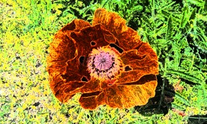 Blume001