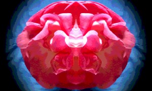 Flowerpower